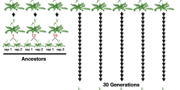 Epigenetic Code Evolves Rapidly