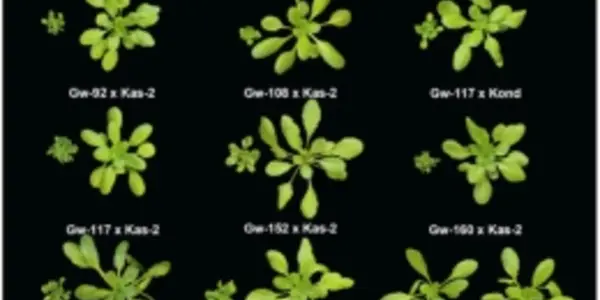 On The Evolution Of Immune Response Genes In Plants