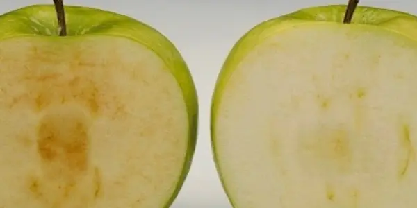 A Misplaced Concern About An Arctic Apple