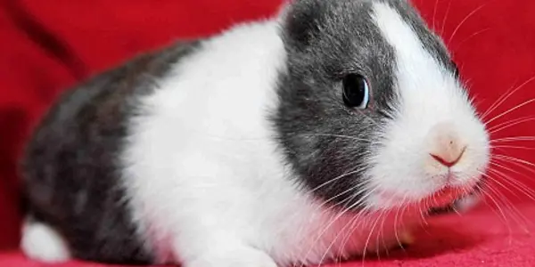 Meet the Earless Fukushima Bunny
