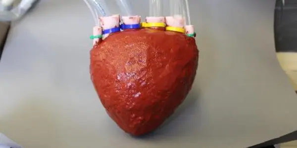 Artificial Foam Heart Created