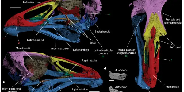 Asteriornis: Belgian Wonderchicken Is A Missing Link Between Chickens, Ducks, And Dinosaurs