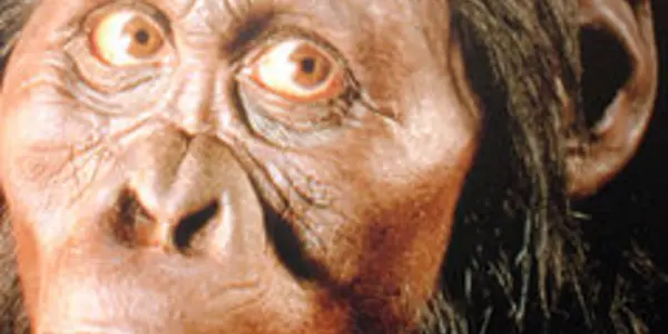 Australopithecus Africanus Likely Breastfed For A Year