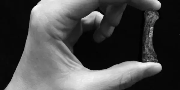 3 Million Years Ago, Pre-Humans May Have Used Hands Just Like Modern Humans