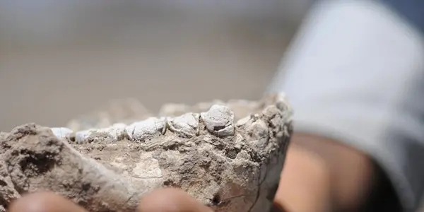 Australopithecus Deyiremeda: New Human Ancestor In Ethiopia