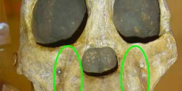 How Would We Evolve If We Always Opened Beer Bottles With Our Teeth?