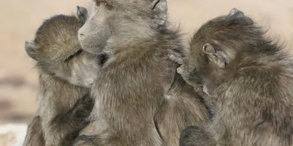 What Baboons Can Teach Us About Social Media