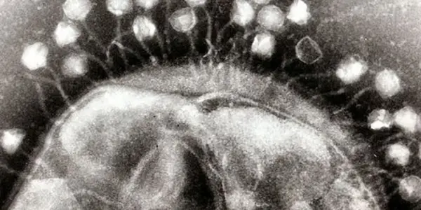 Designer Viruses Could Be The New Antibiotics
