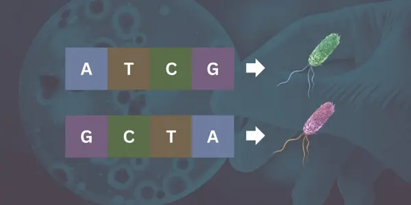 Bacterial Genes Can Be Genetic Shapeshifters
