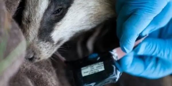 Of Badgers, Cattle, And Bovine TB