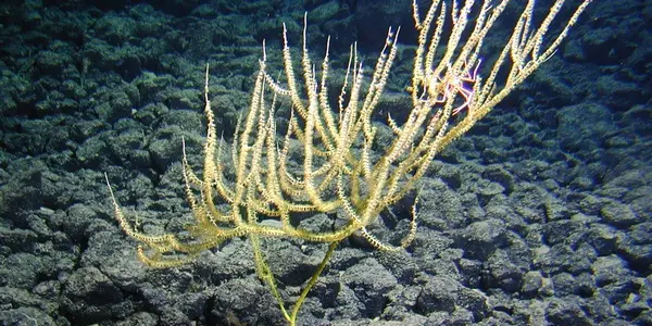 Discovery - 7 New Species Of Bamboo Coral Near Hawaii