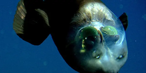 Macropinna Microstoma Mystery Solved - The Transparent Head And Tubular Eyes Of The Barreleye Fish
