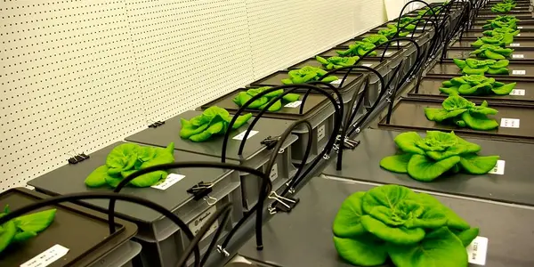 In 2021, Beans Will Be Grown In Space