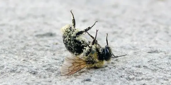 The Biggest Threat To Wild Bees Are ... Honey Bees