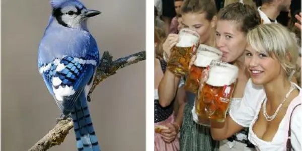 Nanostructures, Not Pigments - Bird Feather Colors And Beer Foam Get Some Answers