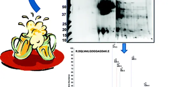 Beer Proteome Deciphered - Get Your Peptide Goggles On