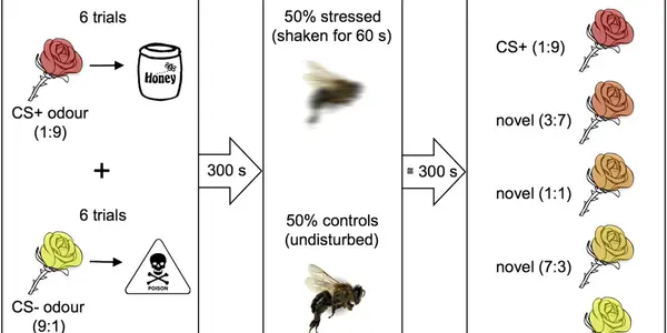 The Emotional Life Of Bees