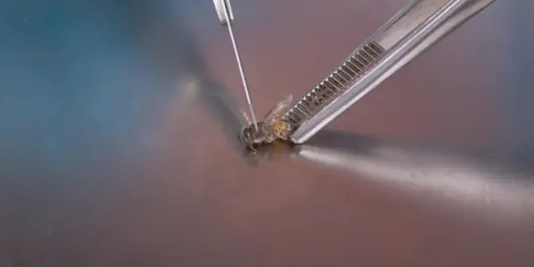 Thiamethoxam: Study Claims Neonicotinoid Causes Erratic Bee Flight