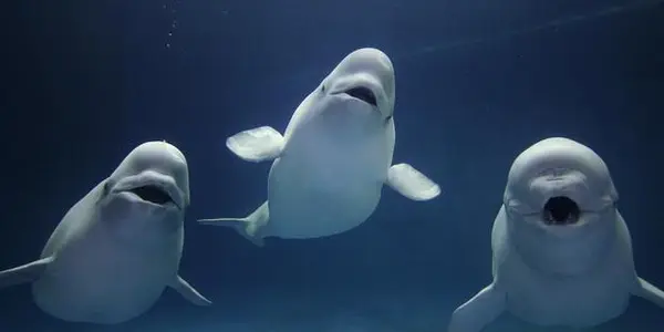 Do Dolphins And Whales Experience Pleasure?
