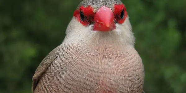 In Birds, Personality Can Be A Question Of Weather