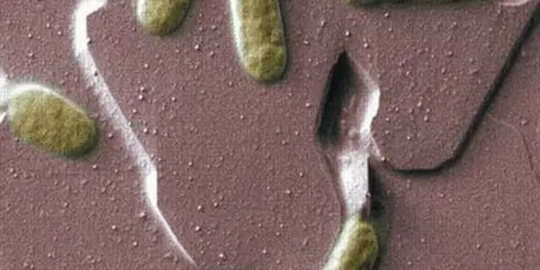 Bacterial 'Bio Batteries' Get A Step Closer