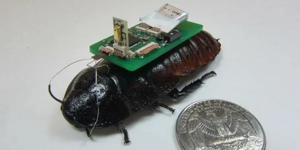 Cyborg Cockroaches Track You By Sound