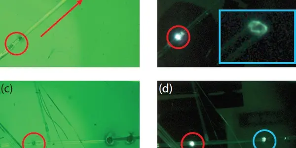 Bioinspired Peptides: Biological Microstructures Light Up After Heating