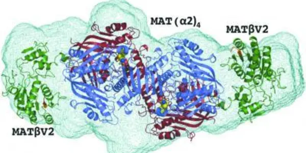 A Pathway For Blocking Liver And Colon Cancer Is Found