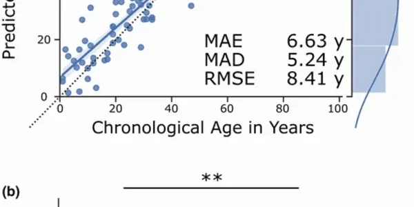 Binarized Transcriptome Aging Clock Reads Biological Age Directly From Gene Expression