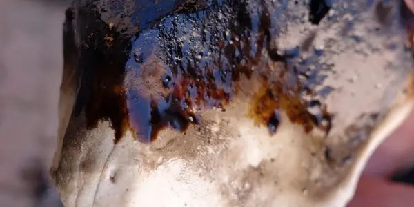 Glue Isn’t Proof Of Neanderthal Intelligence - It Was Easy To Make