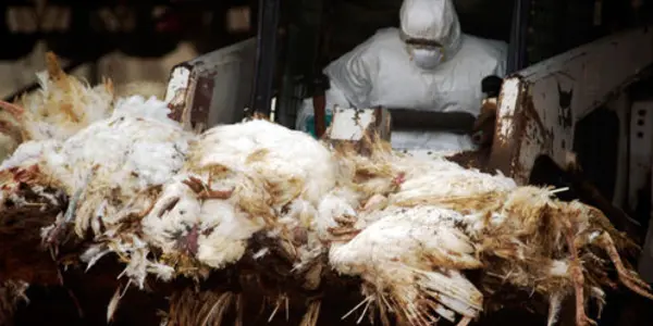 5 Important Things To Know About Bird Flu