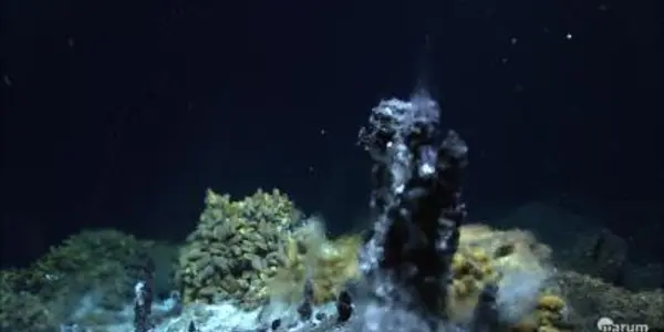 Hydrogen-Powered Bacteria Discovered In Mussels