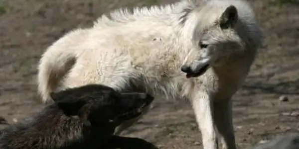 Black Wolves - Man's First Experiment With Genetic Modification