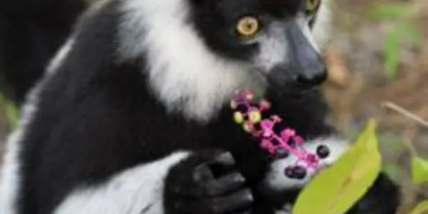 Fruit-Eaters Score Higher On Spatial Memory Tests