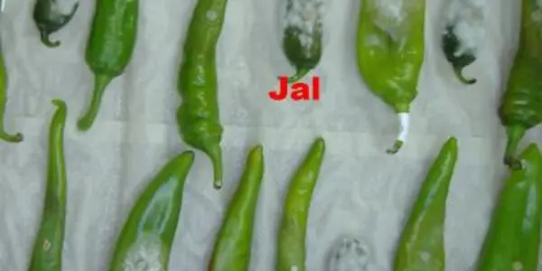 Pepper, Cure Thyself!  Hotter Chilis Aren't Better Against Blight