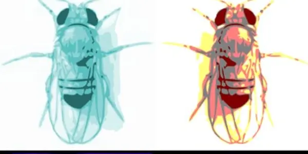 Synaptic Homeostasis - 'Spring Training' For The Brain