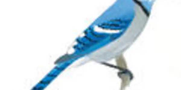 Why Birds Never Go Gray
