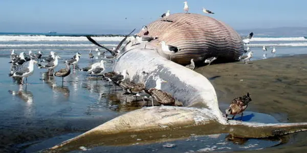Cope’s Rule: Sea Creatures Are Going To Get Bigger - And So Will You