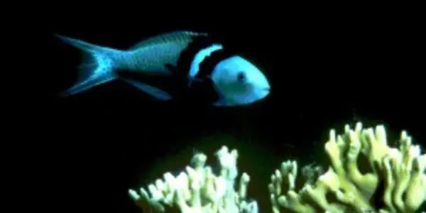 Sex Change- Taking It to the Fishes