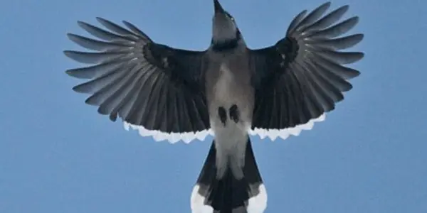 We Can Put a Man on the Moon, but We’re Still Figuring out How Birds Fly