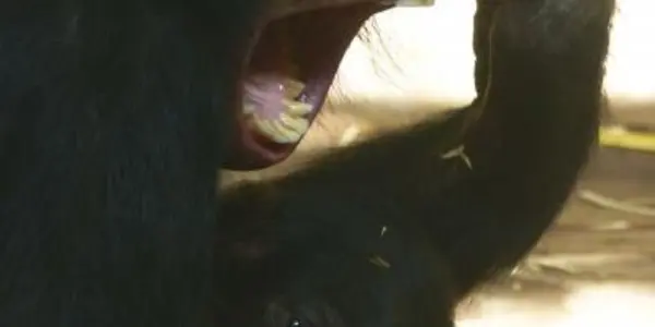 Do Bonobos Have Empathy?
