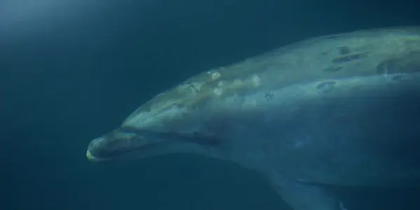 Bottlenose Dolphins Colonized The Mediterranean After The Last Ice Age