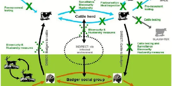 CRISPR Plus SCNT Leads To Tuberculosis-Resistant Cows In China