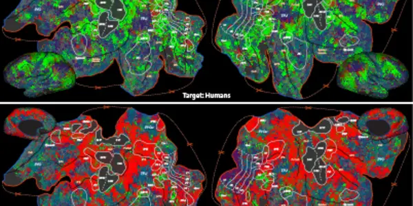 How Your Brain Finds A Needle In A Haystack