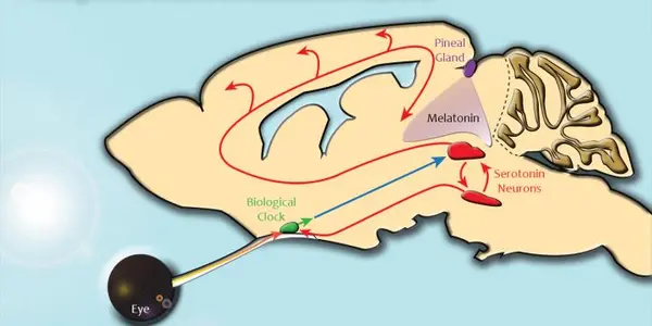 SAD Center In The Brain Located?