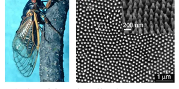 Nanofabrication Eats Bugs Like You For Breakfast