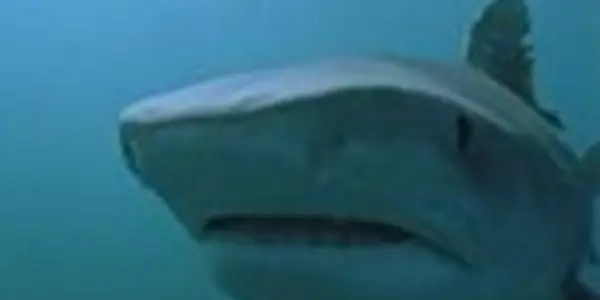 Like Shark Week? Thank The Cretaceous Mass Extinction Event