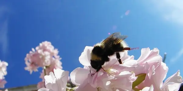 Australia’s  4 billion dollar bee industry at imminent risk from locust spraying