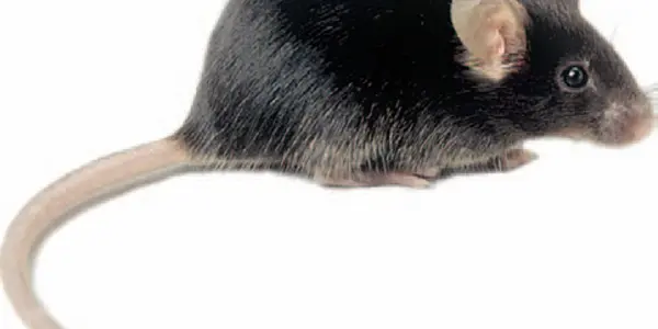 Nicotine receptors found for the first time in the mouth raise new hopes for anti-smoking therapies