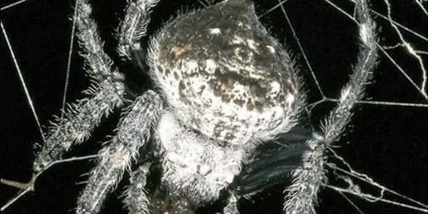 Scientists Discover Oral Sex In Spiders